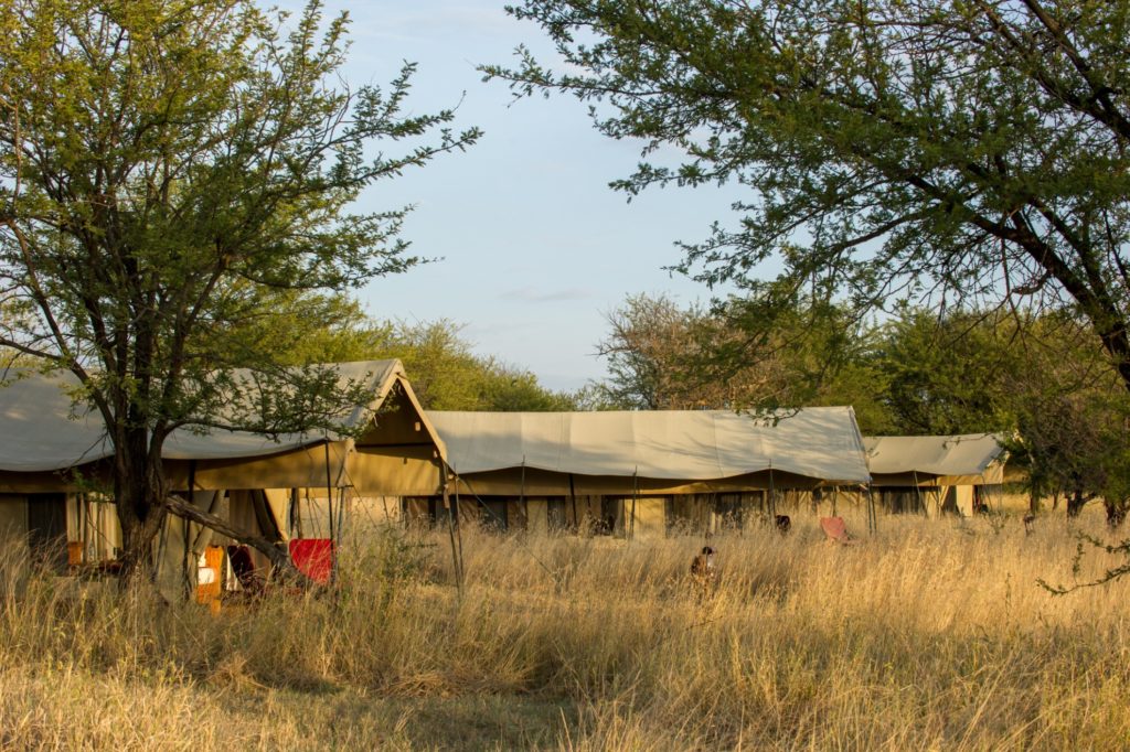 Tanzania - Seronera - 1568 - Outside Camp
