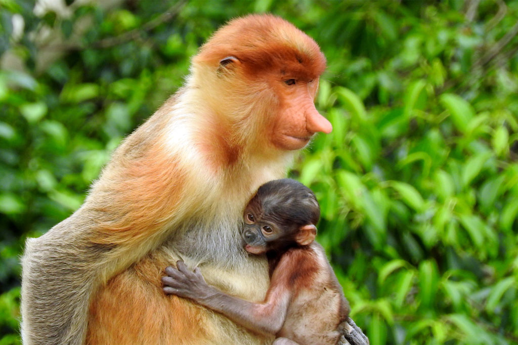 Monkey - Borneo - 18266