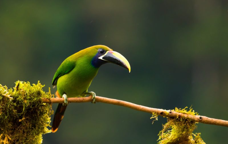 Costa Rica - Monteverde - 1570 - Tropical Birds