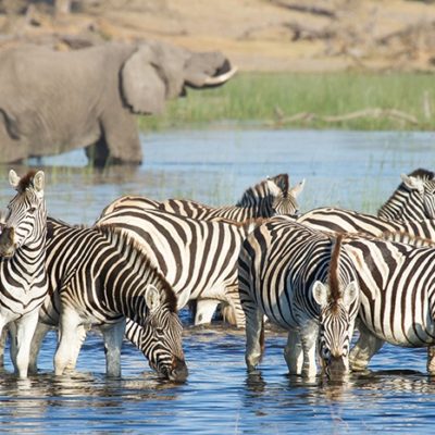 Botswana Desert to Delta