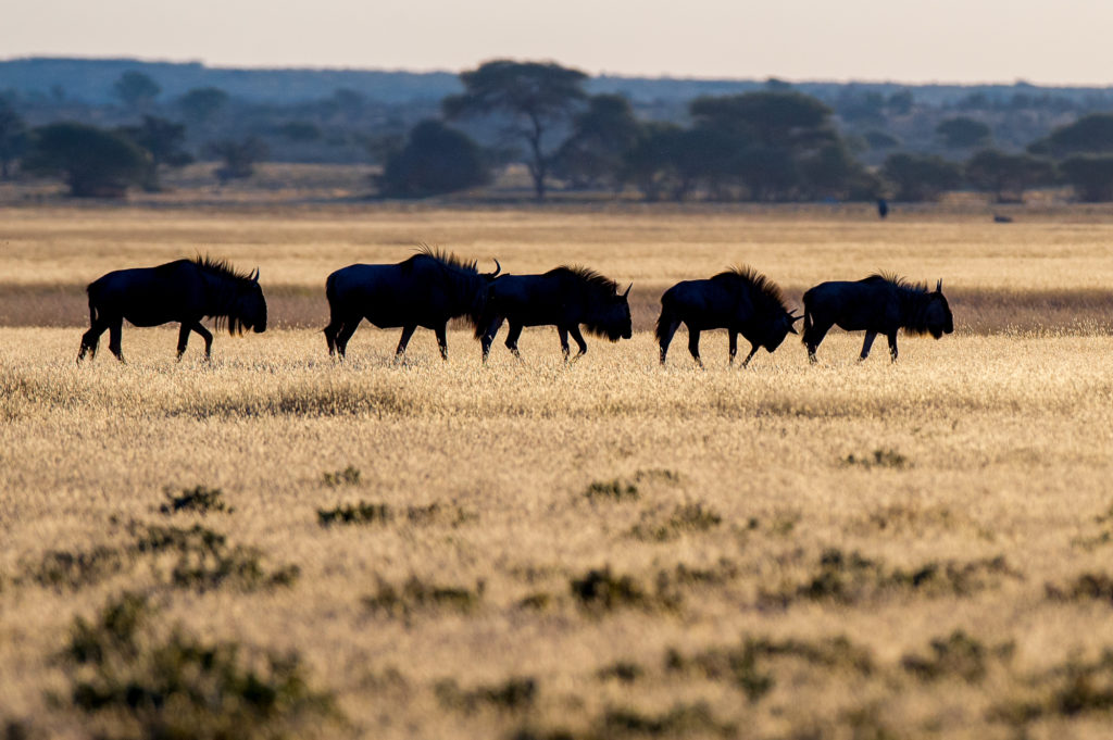 Botswana - 1553 - kwando - buffalo