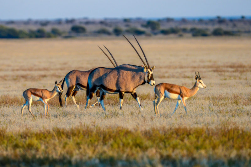 Botswana - 1553 - desert oryx - plains