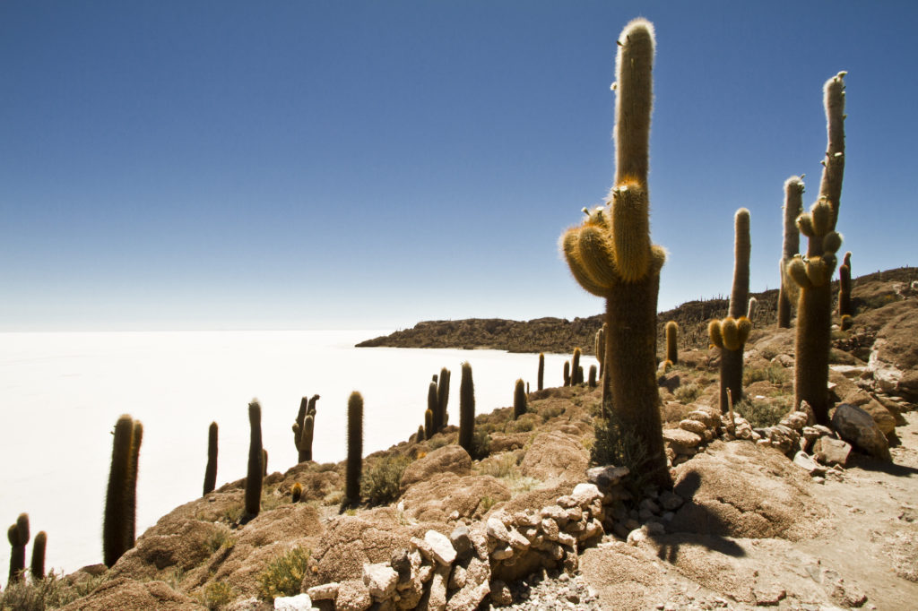 Bolivia - 1561 - Community Program - Salar de Uyuni Cacti Island