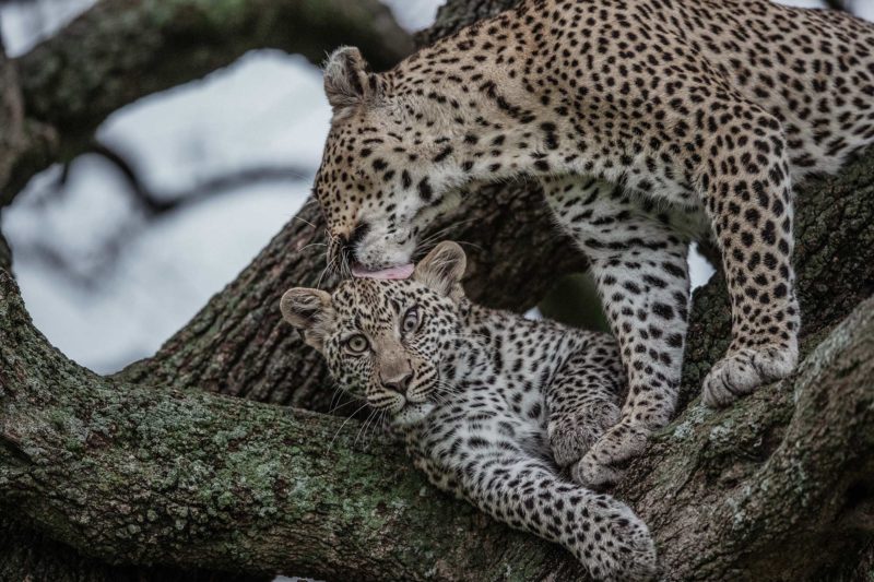 Kenya - 12890 - Leopards in Mara Bushtops - Mother and Cub