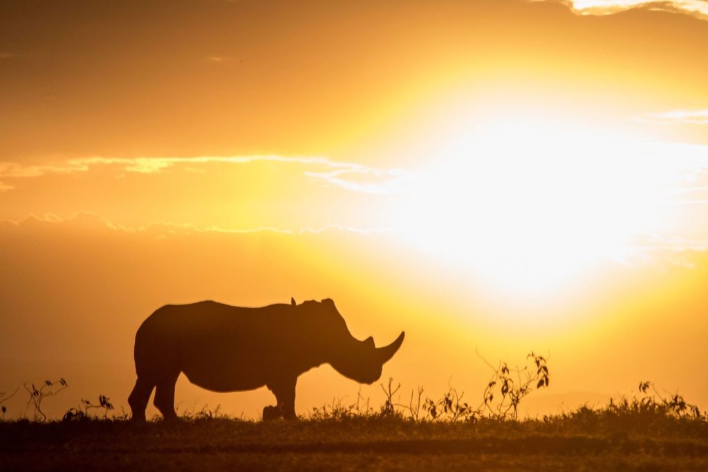 Kenya - 12890 - Rhino silhouette - African Sunset