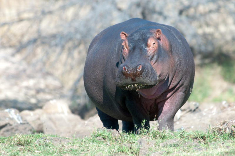 Tanzania - 17467 - Ruaha National Park - Hippo - Global Alliance of National Park