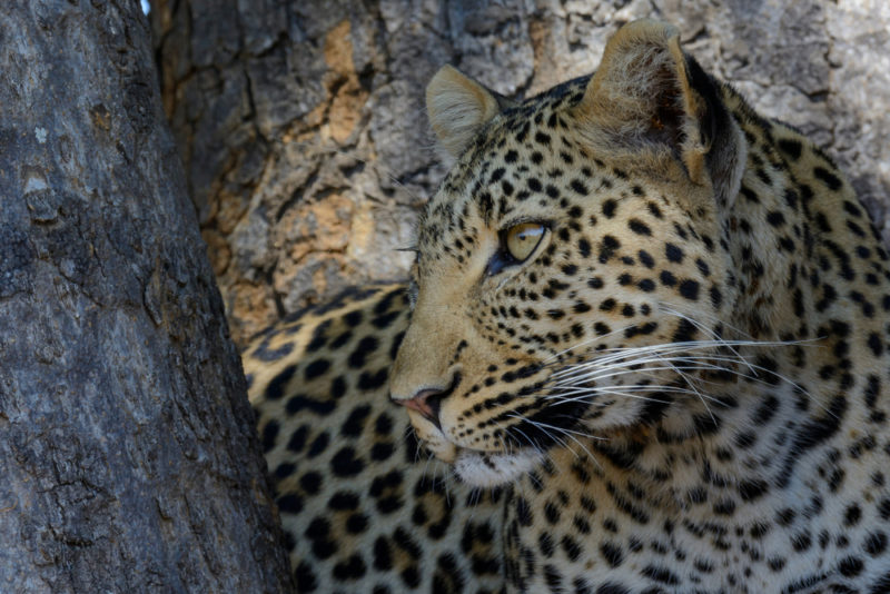 Tanzania - 17467 - Ruaha National Park - Leopard - Global Alliance of National Park