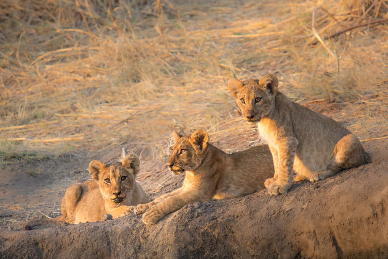 Tanzania - 17467 - Ruaha National Park - Lion cubs watching mother lion