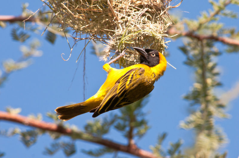 Tanzania - 17467 - Ruaha National Park - Weaver Bird - Global Alliance of National Park