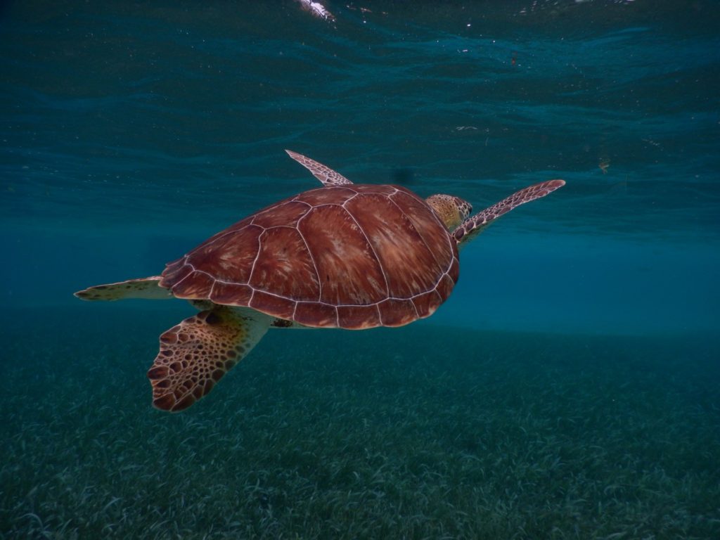 Belize San Pedro Adventure - San Pedro - Sea Turtle at Hol Chan Diving