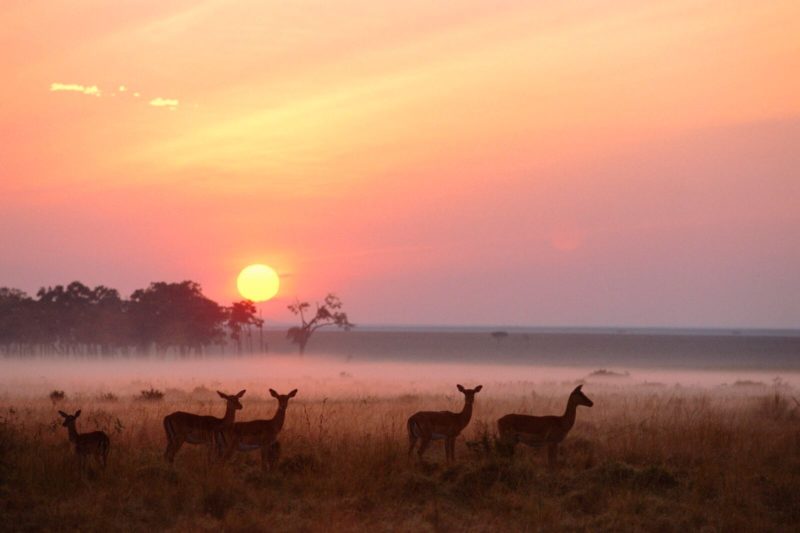 Kenya - 12890 - Sunrise in Masai Mara National Reserve Kenya - Sunset