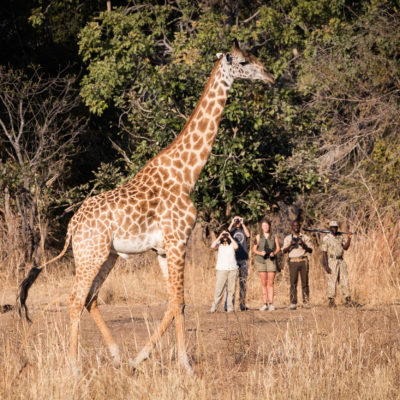 Zambia Remote Walking Safari