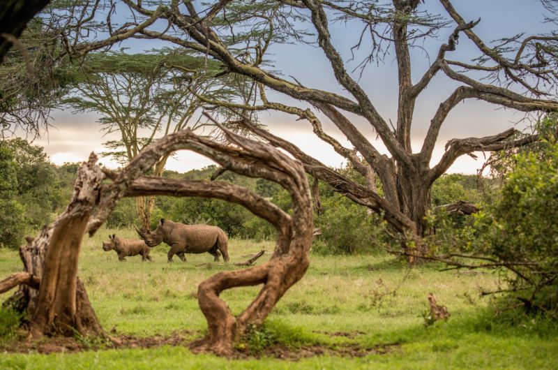 Kenya - 12890 - Baby Rhino and Mother hidden in the Kenyan Bush