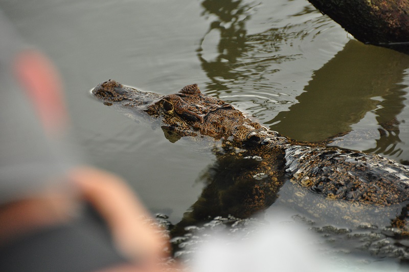 Costa Rica Tortuguero and Rainforest - Tortuguero Wildlife Aligator