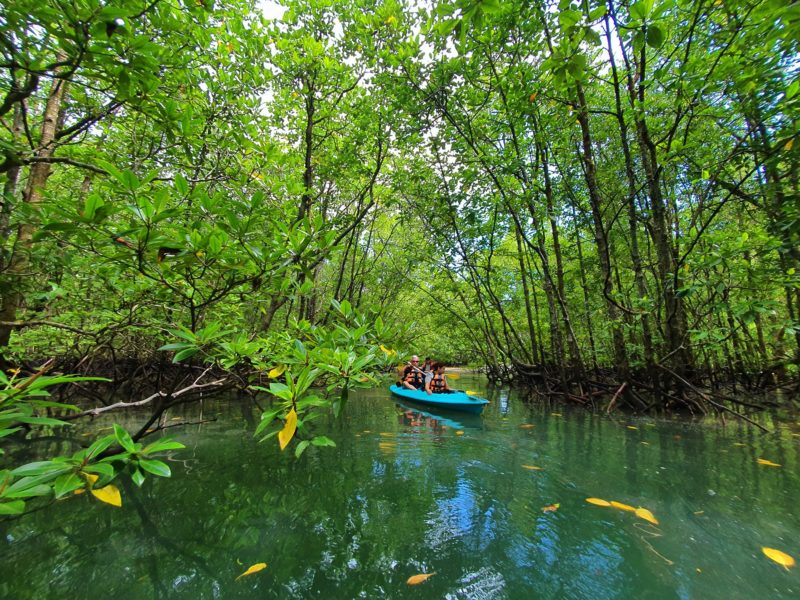 Malaysia - 18266 - Mangrove Kayak Tour