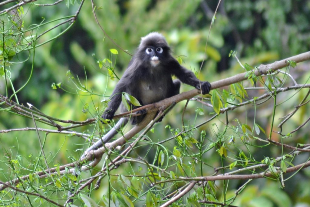 Malaysia - 18266 - Mangrove Monkey