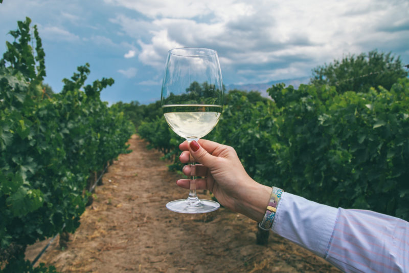 Argentina - 1584 - Calchaquí Valleys Cafayate Wine Tour - Northwest - Wine Glass in the wine fields