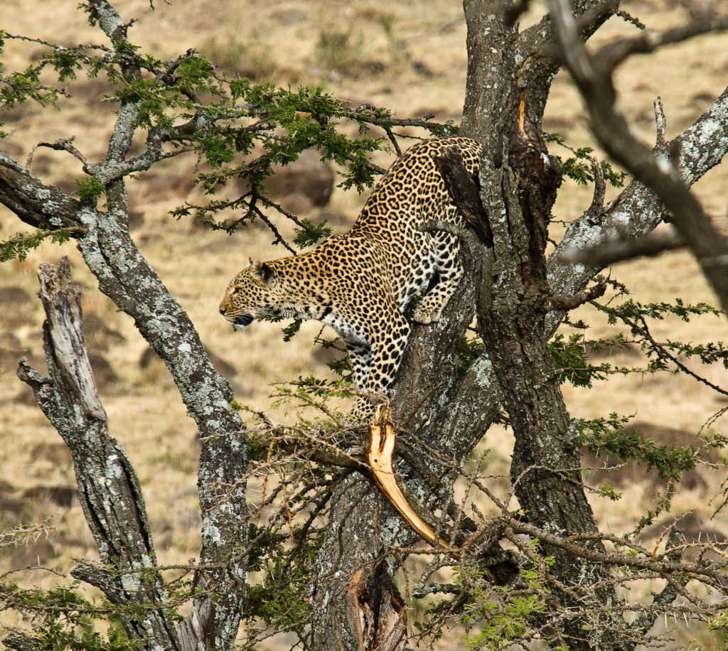 Kenya - 12890 - Karen Blixen Camp Wildlife - Cheetah in the tree