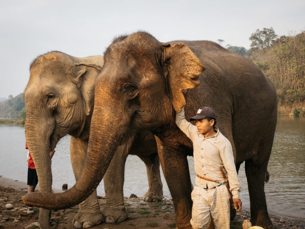 Laos - 17089 - Elephant