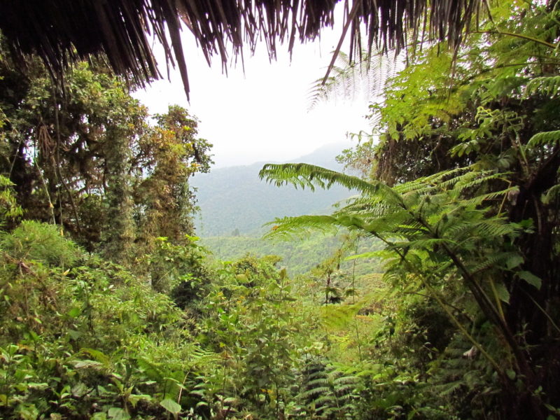 Ecuador - 1557 - Adventure Experience - Mindo Cloud Forest