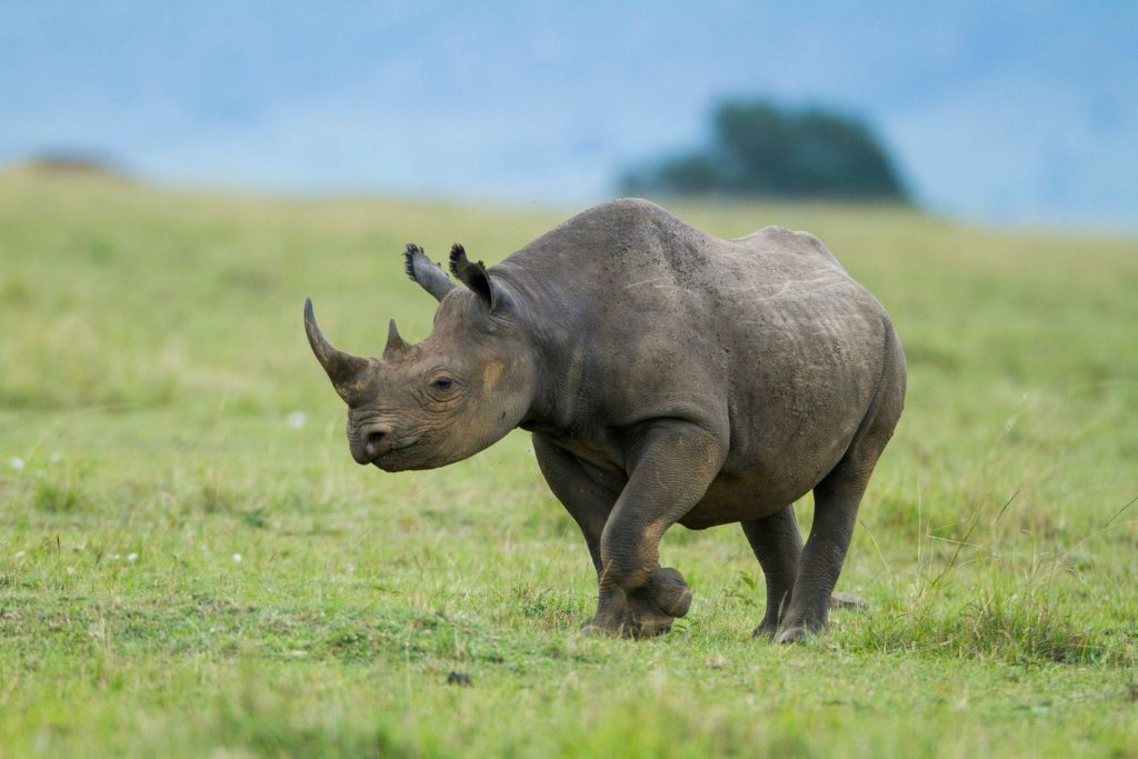 Kenya - 12890 - Rhino in Masai Mara - Safari Game Drive
