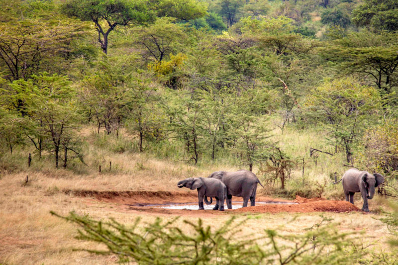 Kenya - 12890 - Spirit of the Masai Mara - Elephants Drinking