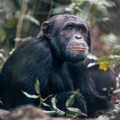 Tanzania Serengeti Migration and Chimps