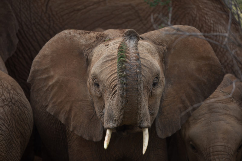Kenya - 12890 - Baby Elephant - Raised Truck