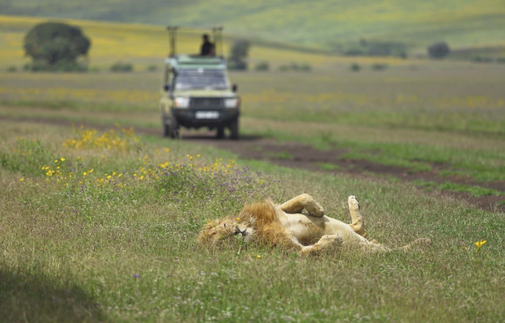 Tanzania - 17467 - The Highlands Camp - Lion in Ngorongoro