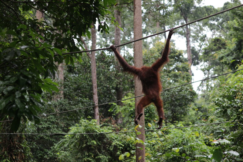 Malaysia - 18266 - Conservation Centre - Swinging Orangutan
