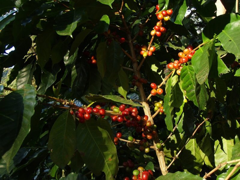 Nicaragua - 10024 - Northern Nicaraguan Treasures - Coffee plant close up