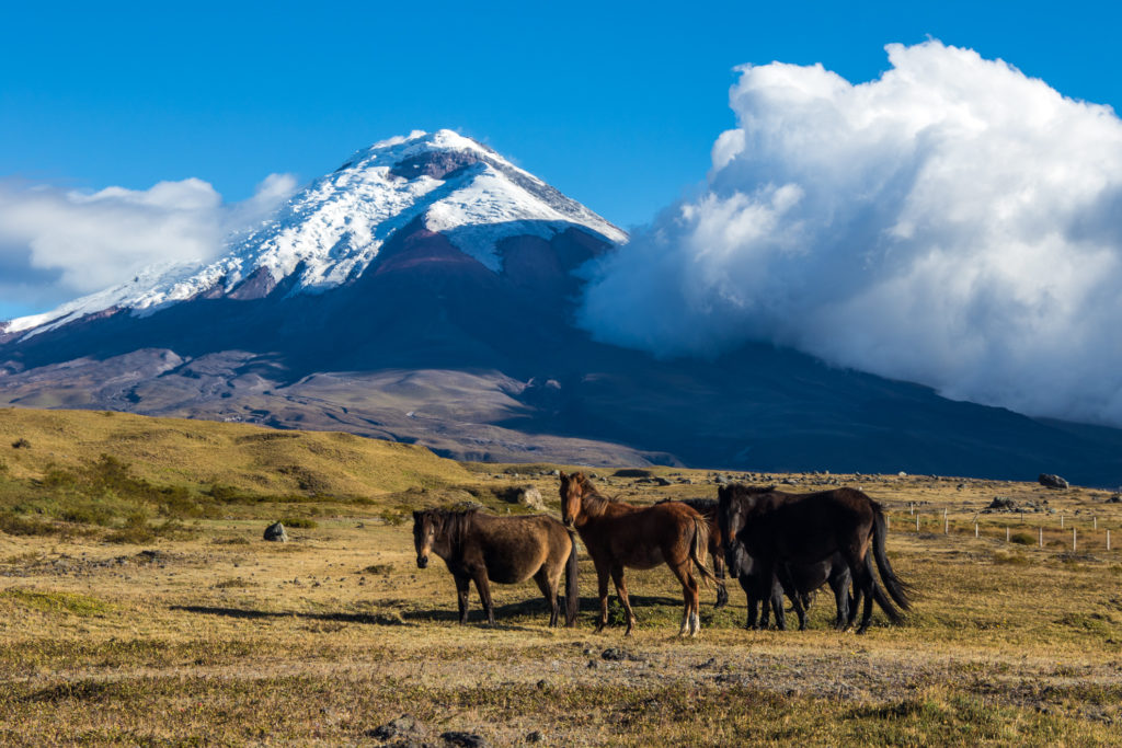 Ecuador - 1557 - Cultural Adventure - Wildlife Horses and Cotopaxi Mountain