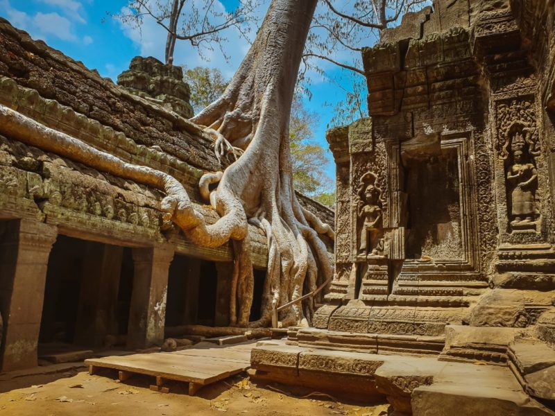 Cambodia - 18260 - Ta Prohm Temple