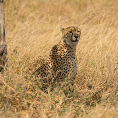 Tanzania Safari Northern Serengeti