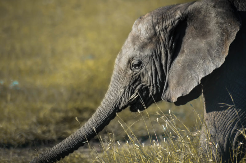 Tanzania - 17467 - Tarangire National Park - Lemala Mpingo Ridge - Elephant Spotting
