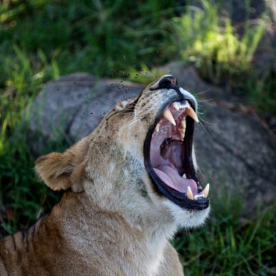 Tanzania Migration Safari