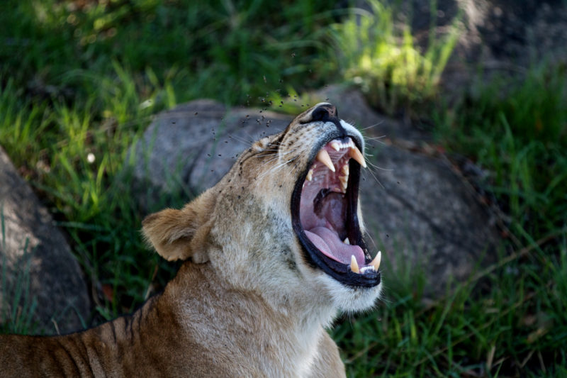Tanzania - 17467 - Serengeti - Lemala Mpingo Ridge - Lion yawning