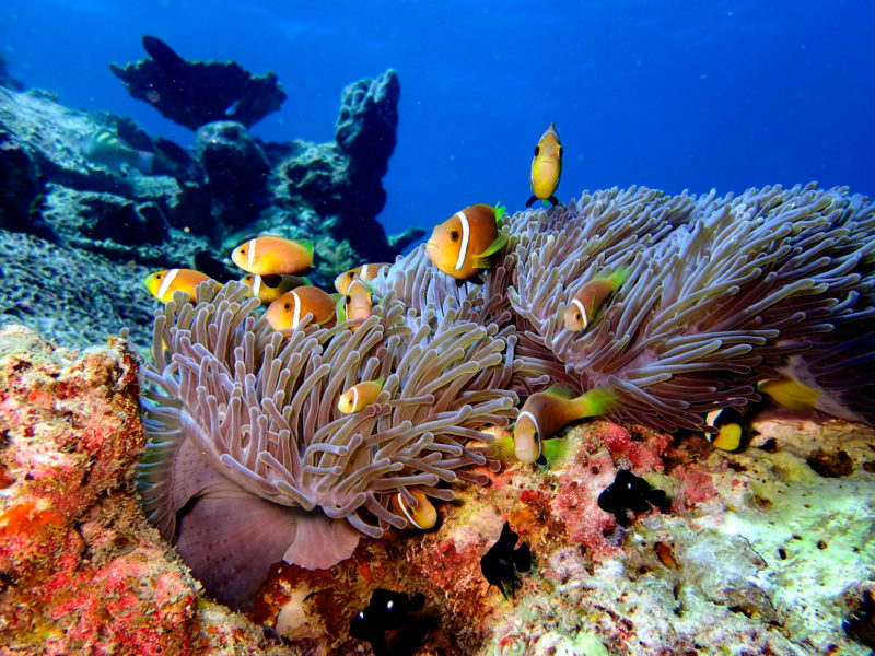 Maldives - Male Atoll - 1567- Kagi Maldives Spa Island - Clownfish on Euro Dive