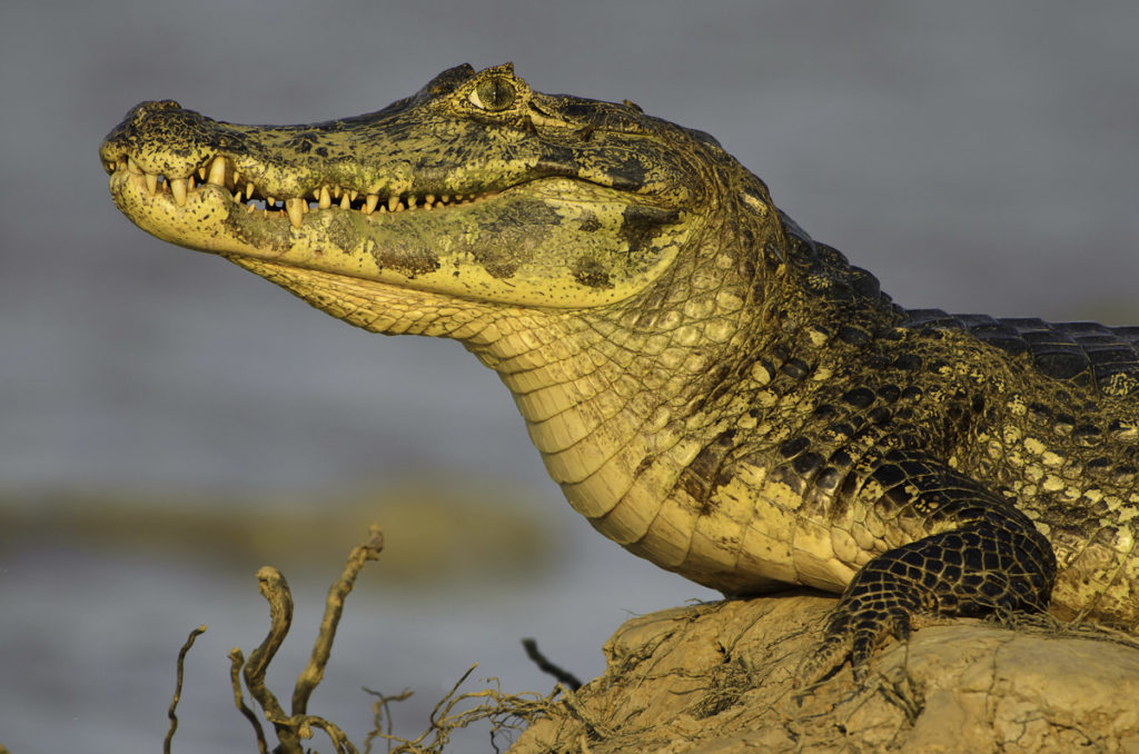 Brazil - 1584 - Exclusive Luxury - Wildlife Copia de Pantanal