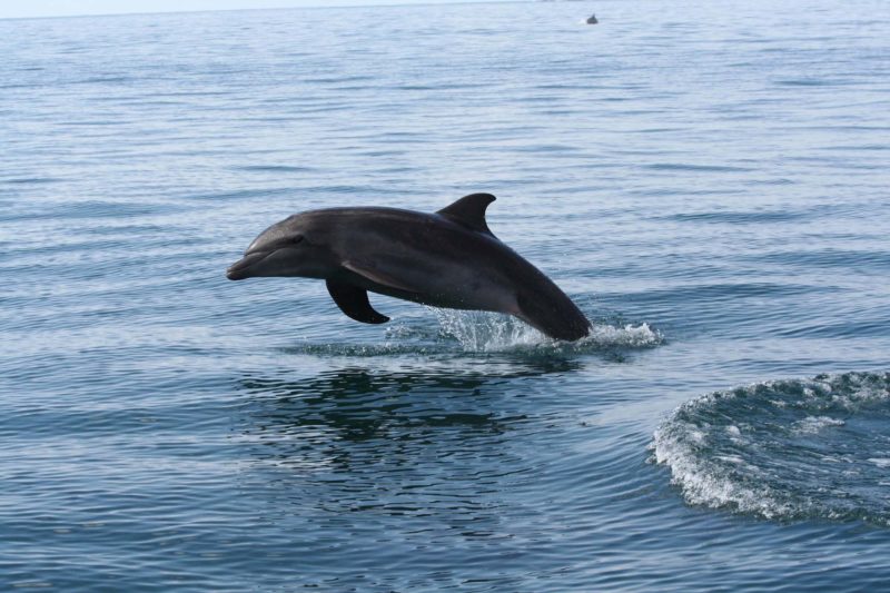 The dolphins swim by during a tour at Marino Ballena