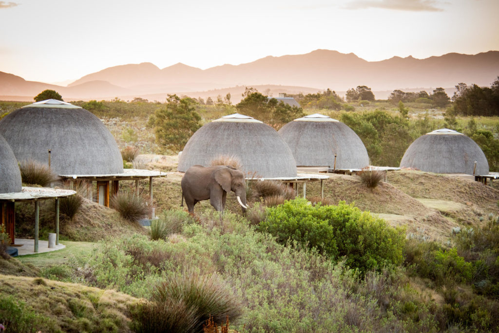 South Africa - 4948 - gondwana kwena lodge - elephant