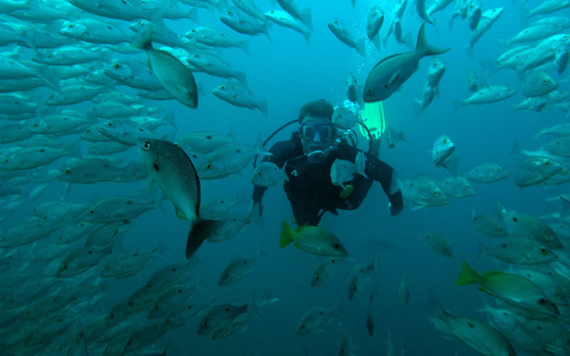 Snorkeling and diving with the fish in Drake Bay