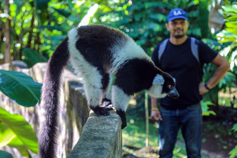 Work with Ruffed lemurs in Madagascar