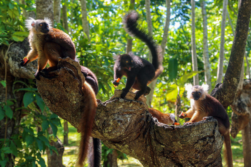 Lemur Conservation Project in Madagascar