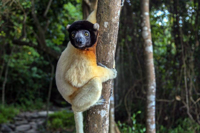 Rare Lemures of Madagascar