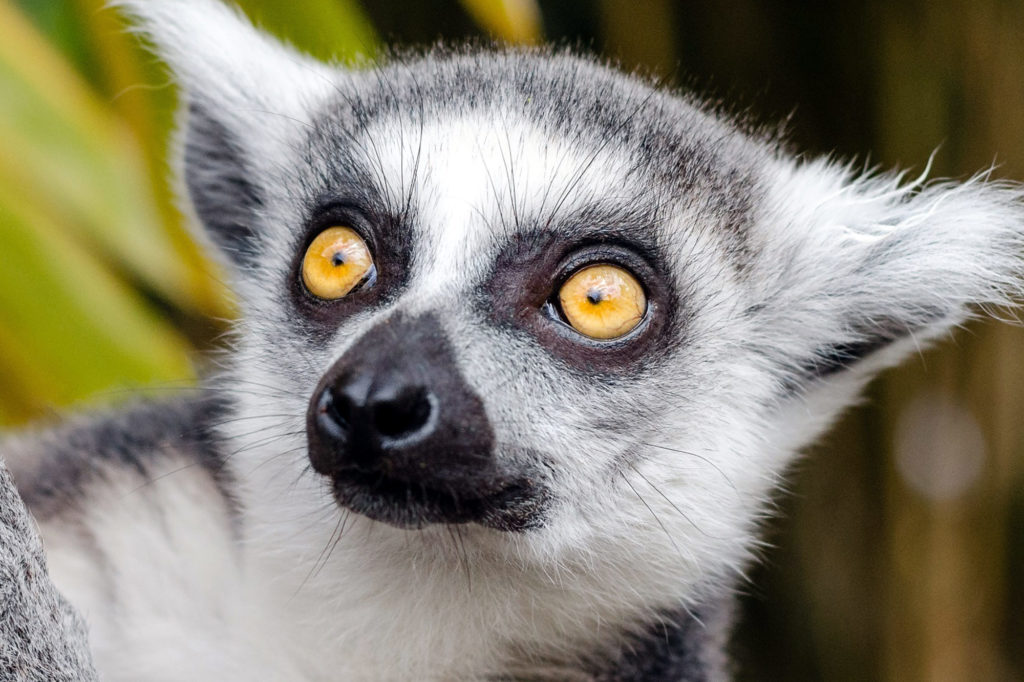 Ring-tailed lemur in Madagascar