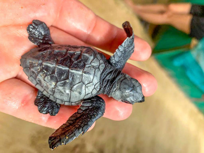Baby Turtle Rescue Project Sri Lanka