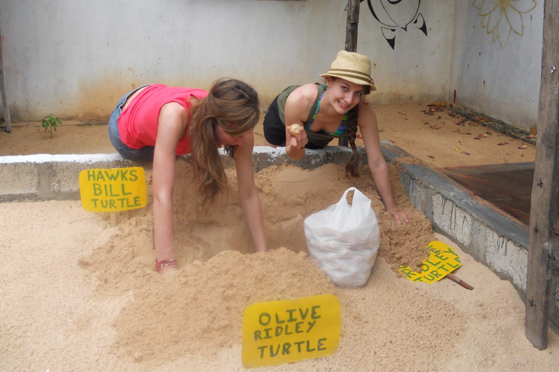 Counting Turtle Eggs in Sri Lanka
