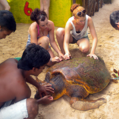 Turtle Conservation Project in Sri Lanka, Ambalangoda