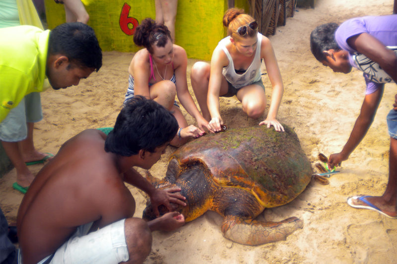 Turtle Conservation Volunteering in Sri Lanka